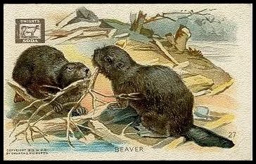 27 Beaver